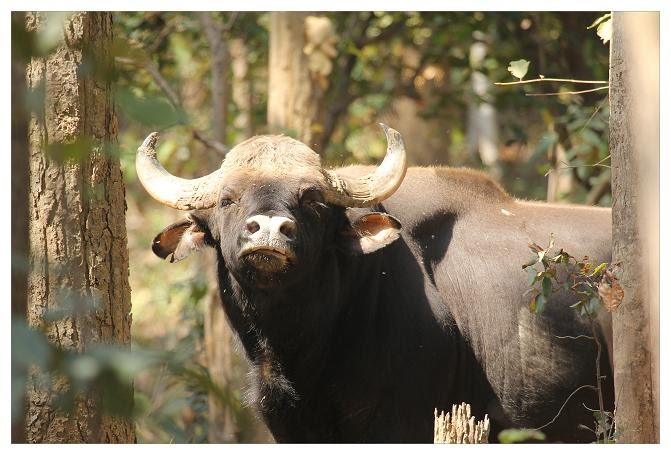 Indian Bison (Gaur) at Debrigarh Wildlife Sanctuary